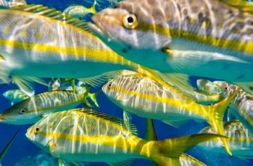 Reef And Wreck Fishing Charters
