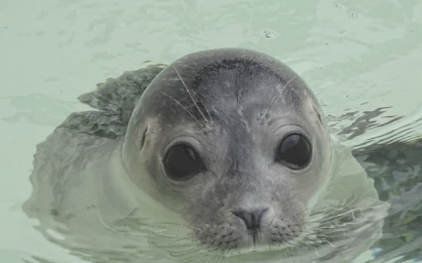 Seal Island / Godrevy Lighthouse Tours
