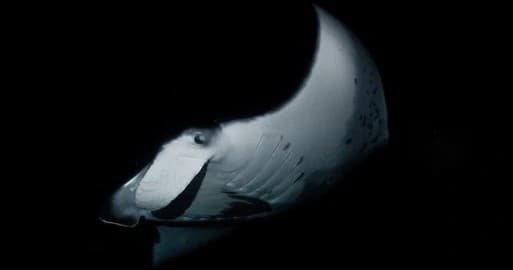 Exclusive Moonlight Manta Ray Encounter