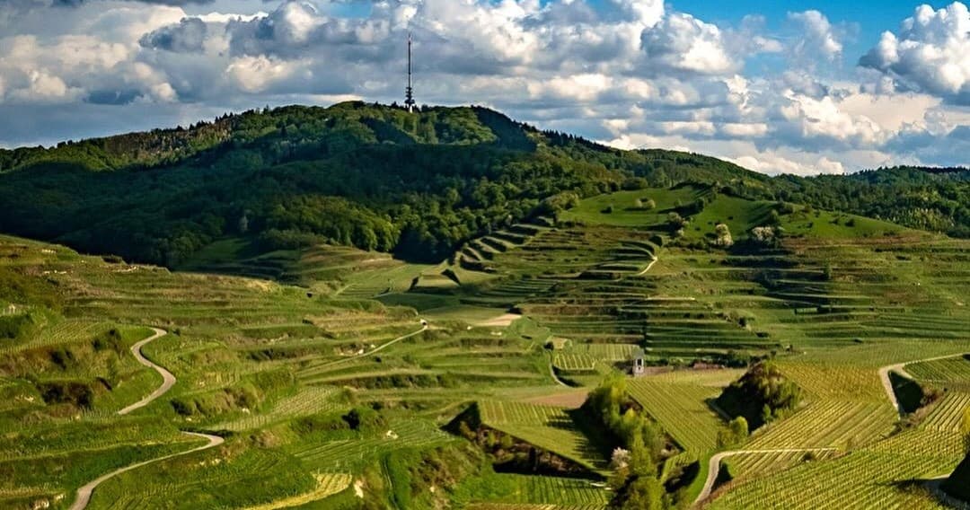 Wine Tour of Baden