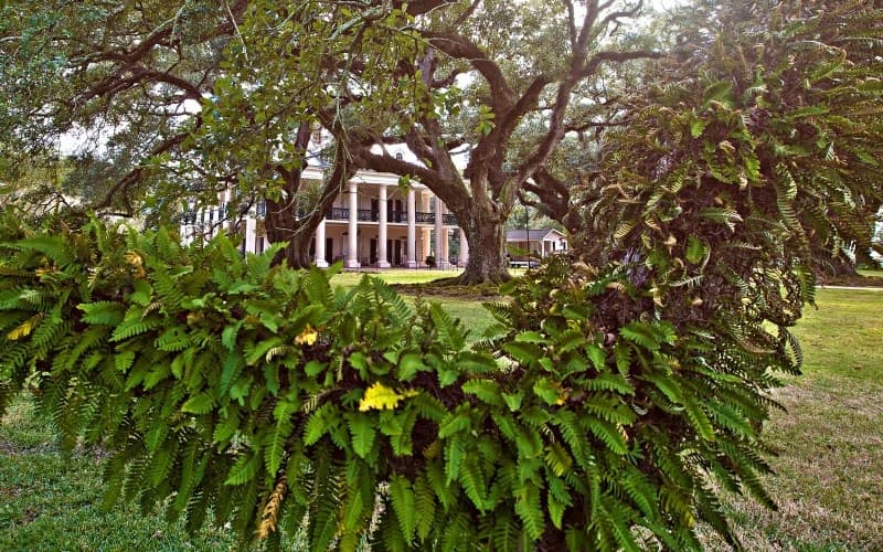Small Airboat Swamp Tour & Oak Alley Antebellum Plantation