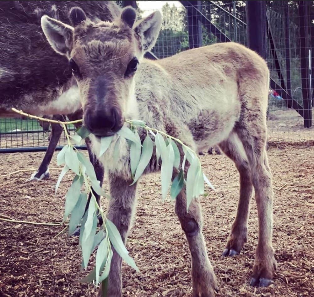Reindeer Farm Experience