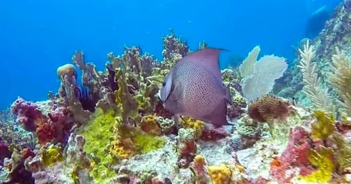 Snorkeling