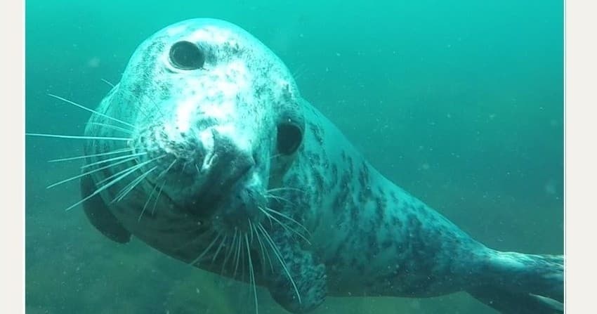 Swimming with seals