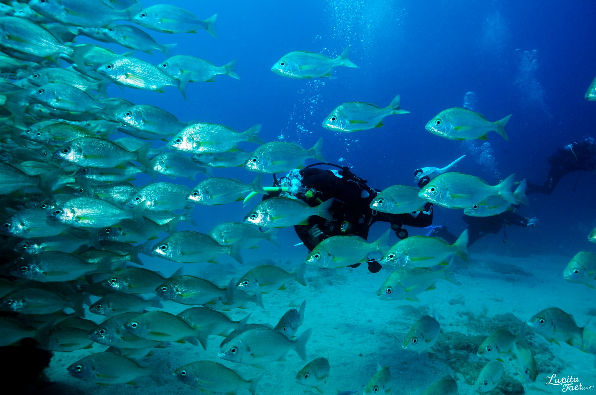 Curso Identificación de Peces