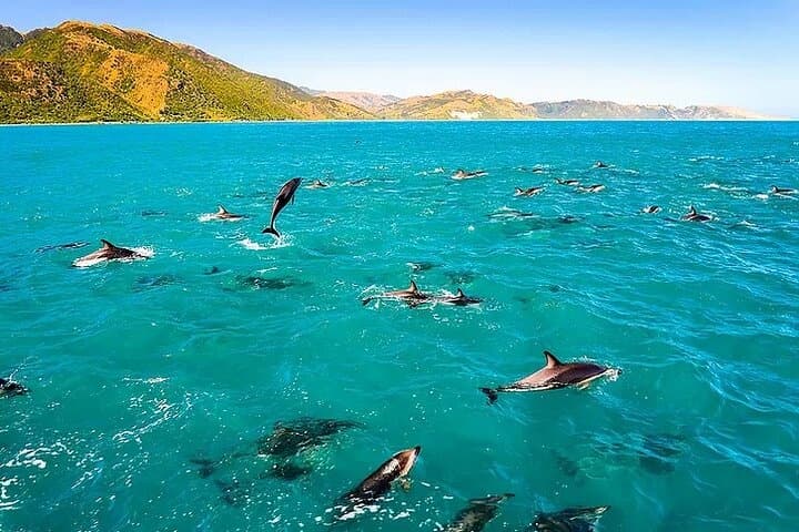 COMBO: Wild Dolphin Watch, Sea Cave & Captain Cook / Kealakekua Bay Reef Snorkel Adventure!
