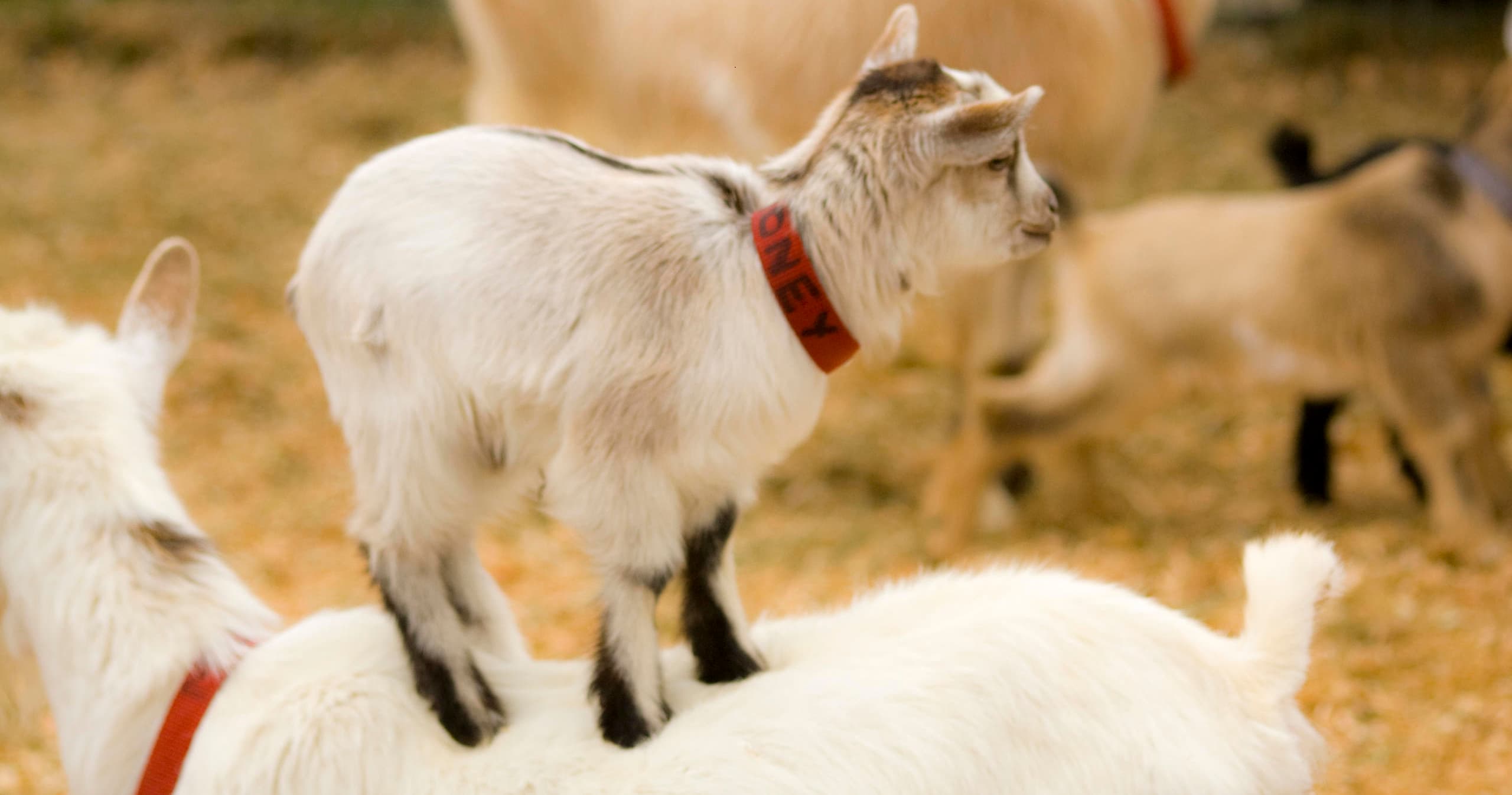 GOGA!  (Goat Yoga)