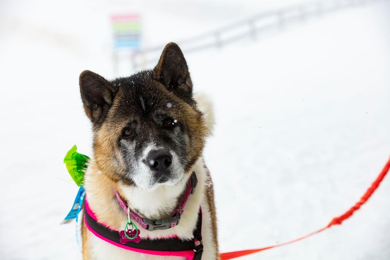 Dog Trail Pass