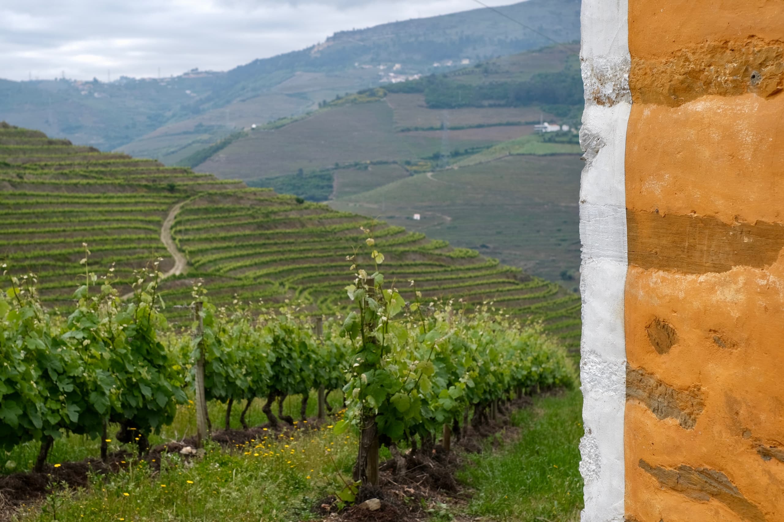 Vinhos Icónicos