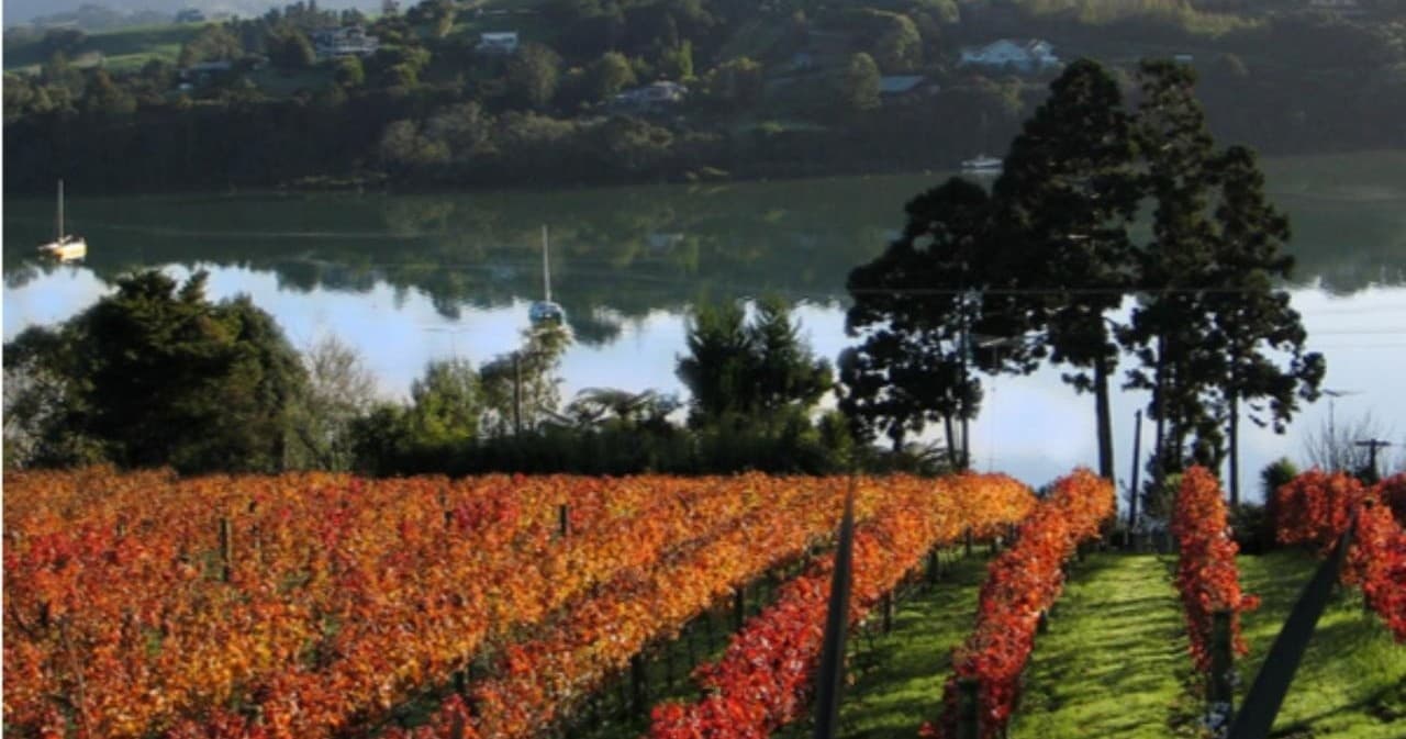 Private Auckland Wine & Dine - Matakana Country & Cuisine