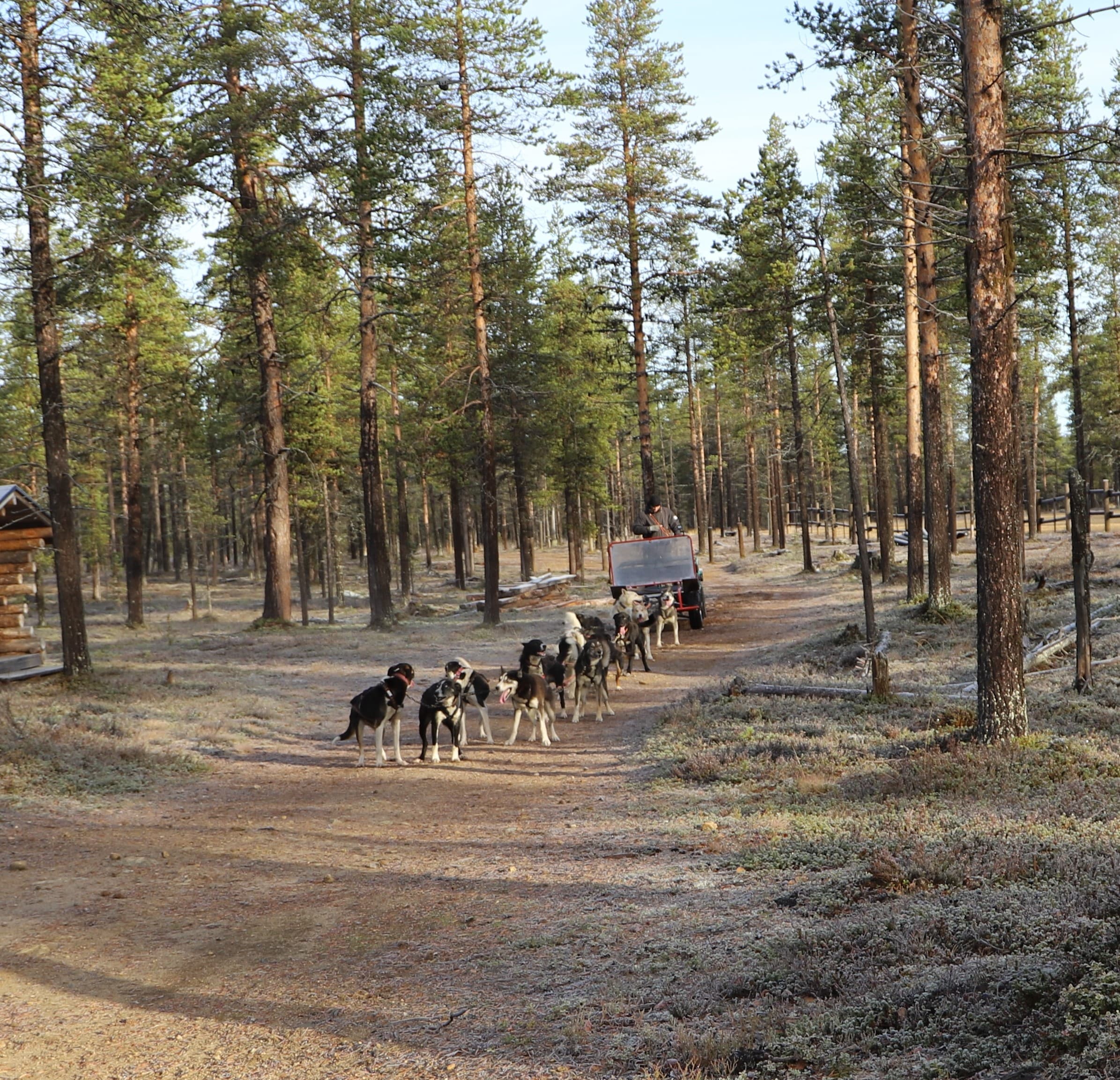 Husky Farm Visit & Safari with Husky Cart