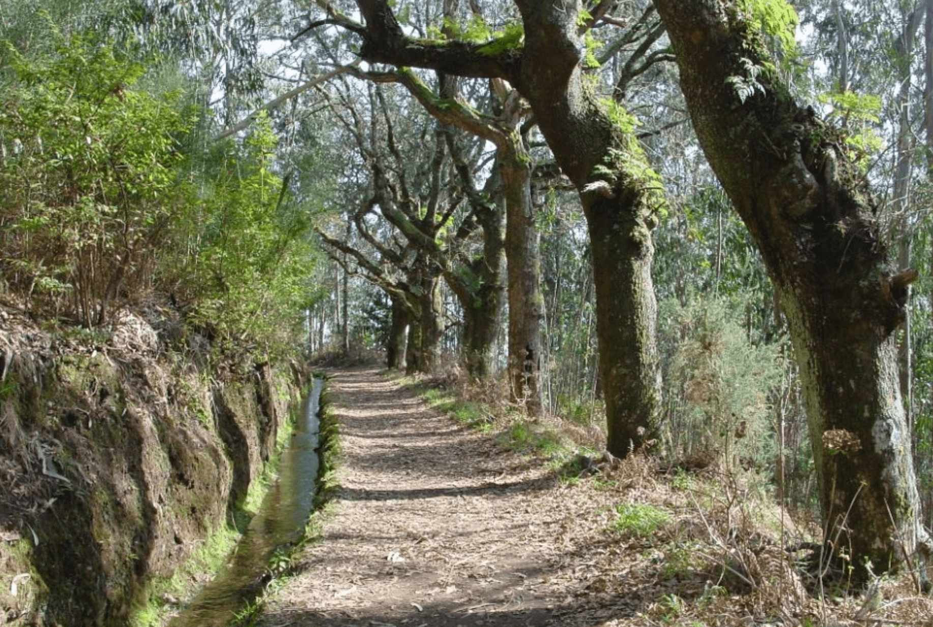 Levada da Serra do Faial