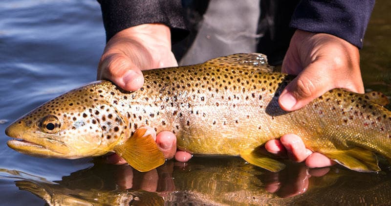 Full Day Fly Fishing
