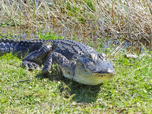 Everglades Airboat Tour