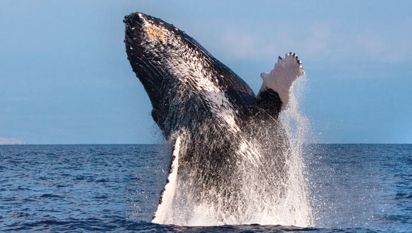 West Oahu Whale Watch