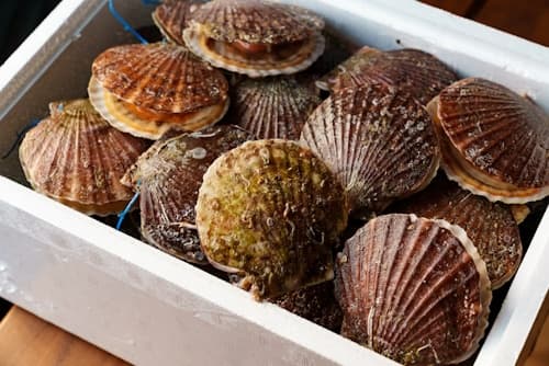 6 Hour Private Scallop Tour --- Larger Group Tours --  13 to 18 Guests