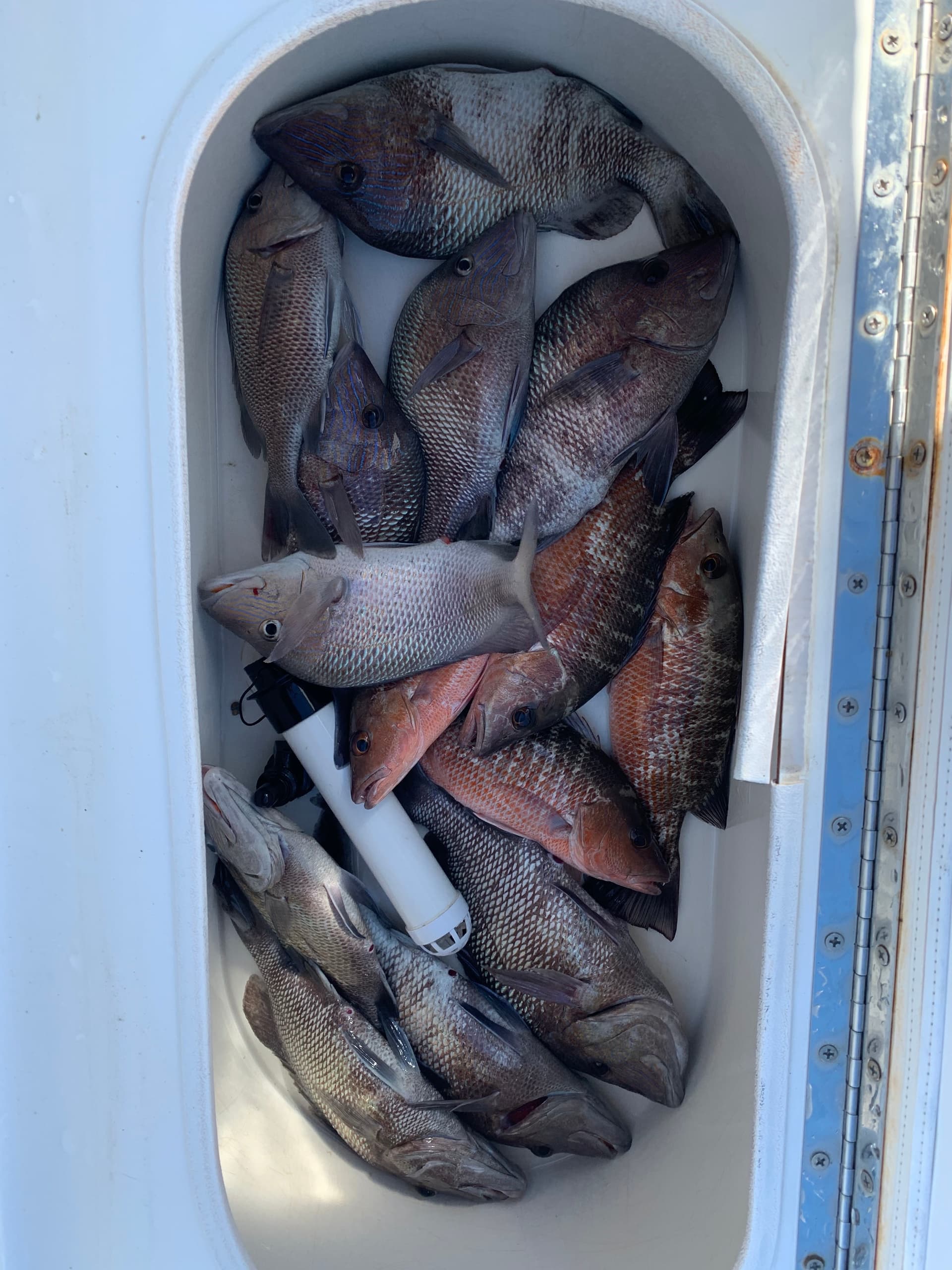 Native Nearshore Meat Trip • 6 Hour