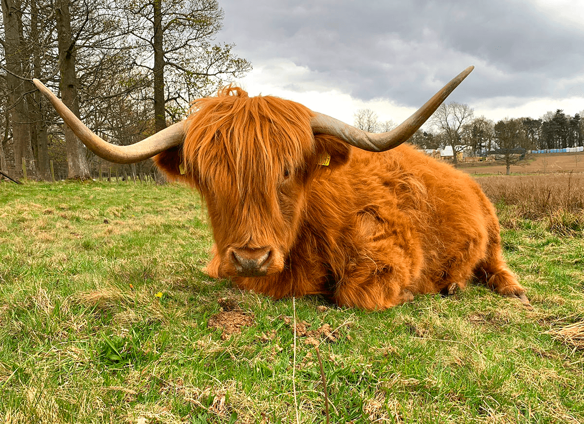 Private Scottish Central Highlands Countryside Guided Driving Tour
