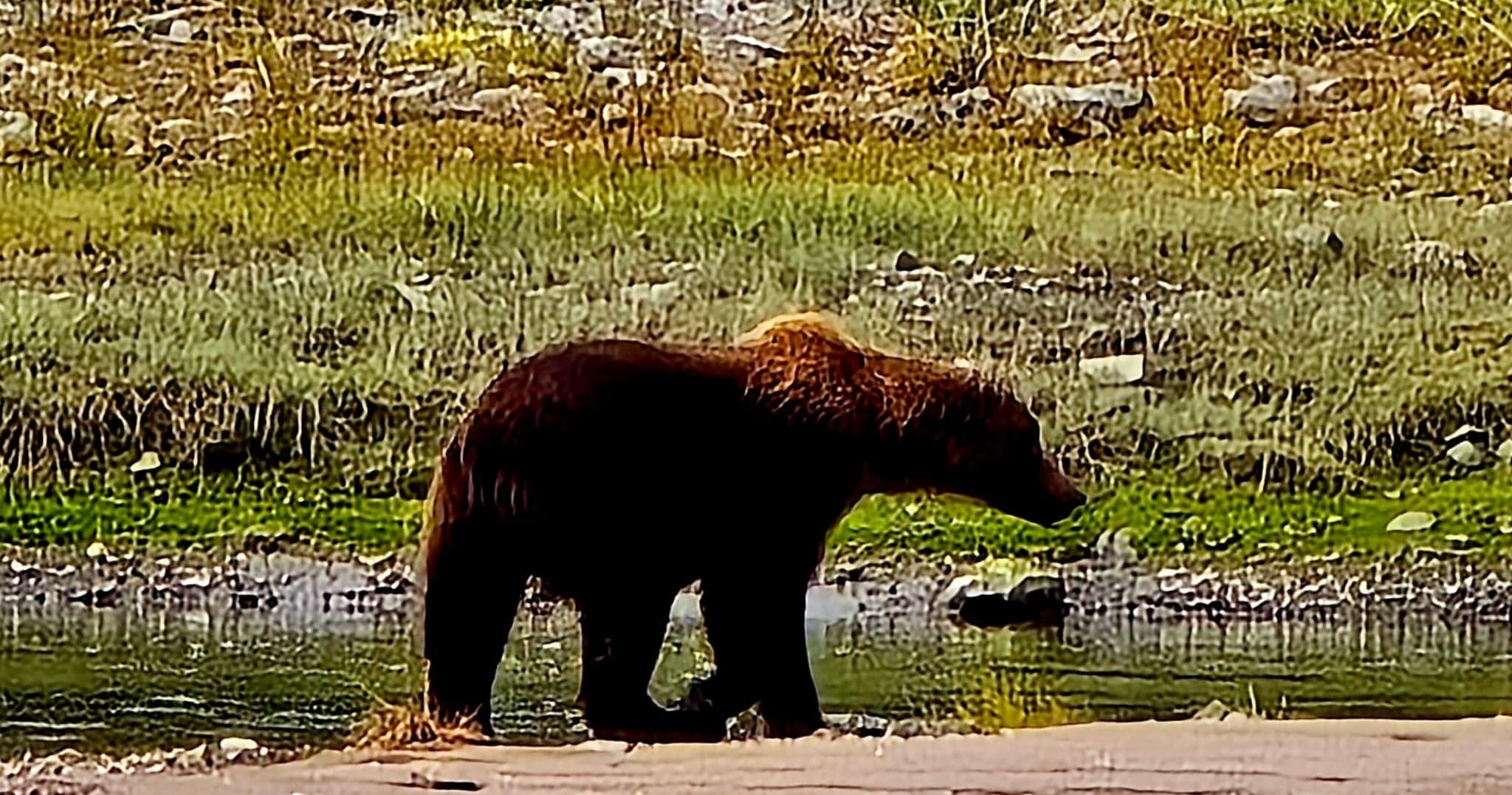 Bear Viewing