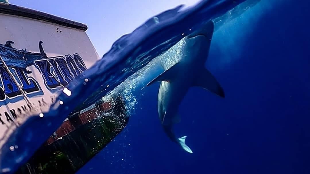 Big Game Shark Expedition: BIG Trophy Sharks