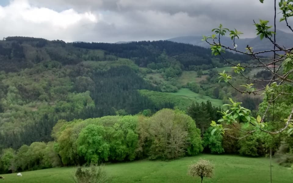 Baños de Bosque
