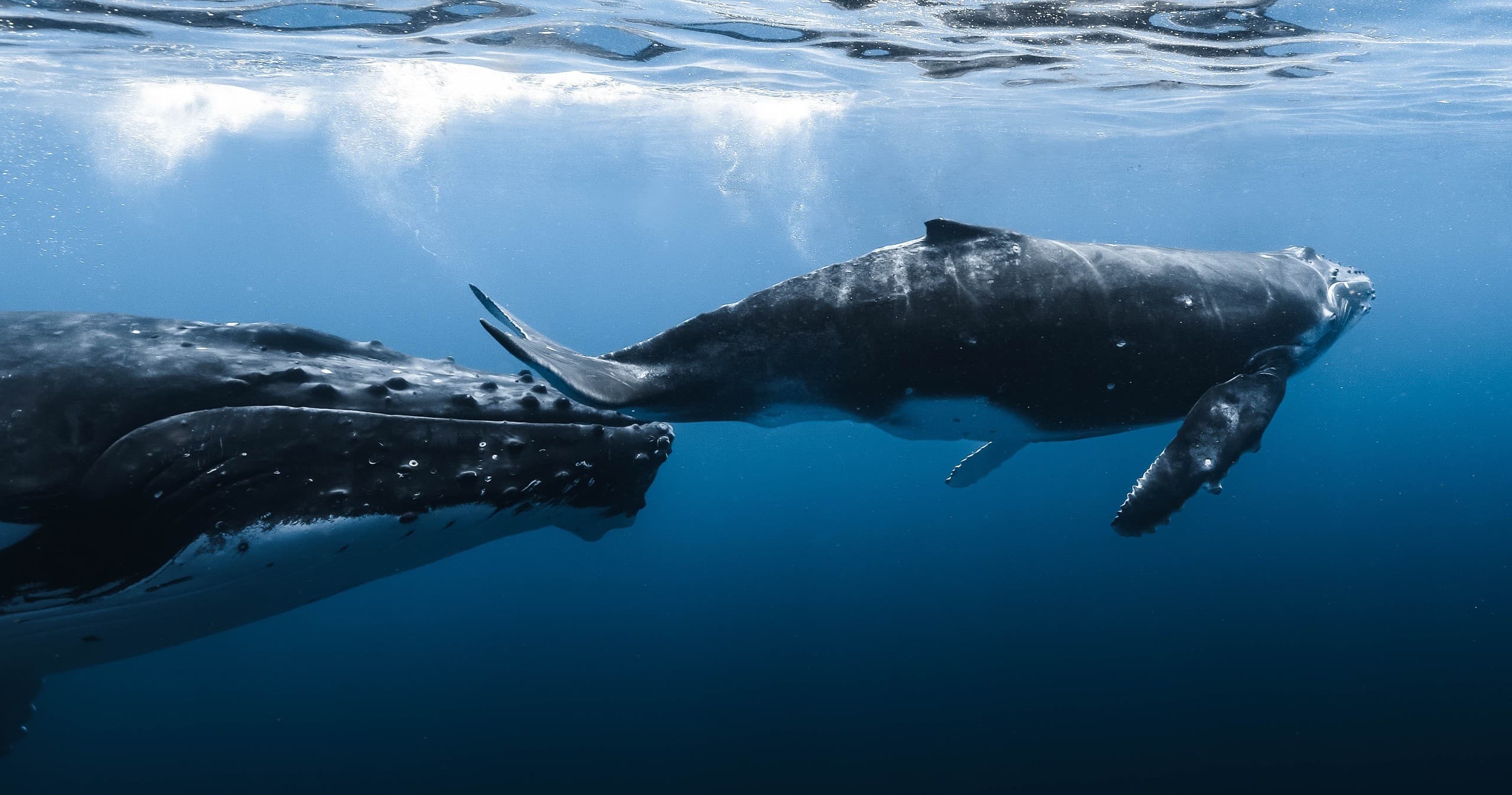 WHALE WATCH