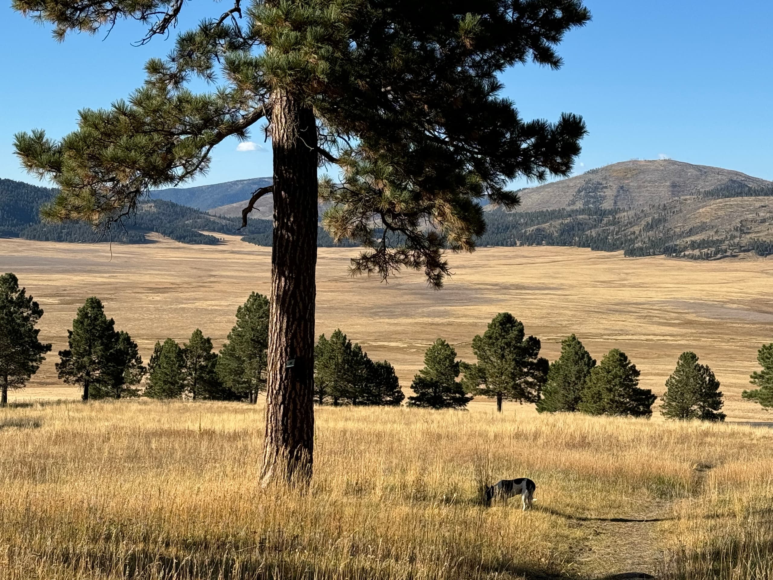 The Jemez Super Volcano