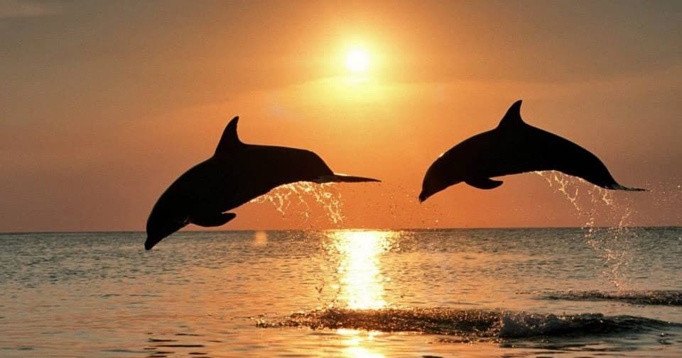 Sunset Dolphin Cruise