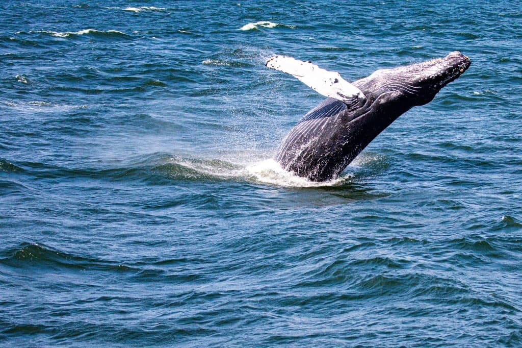 Jersey Shore Whale Watching - Belmar NJ 3 Hours
