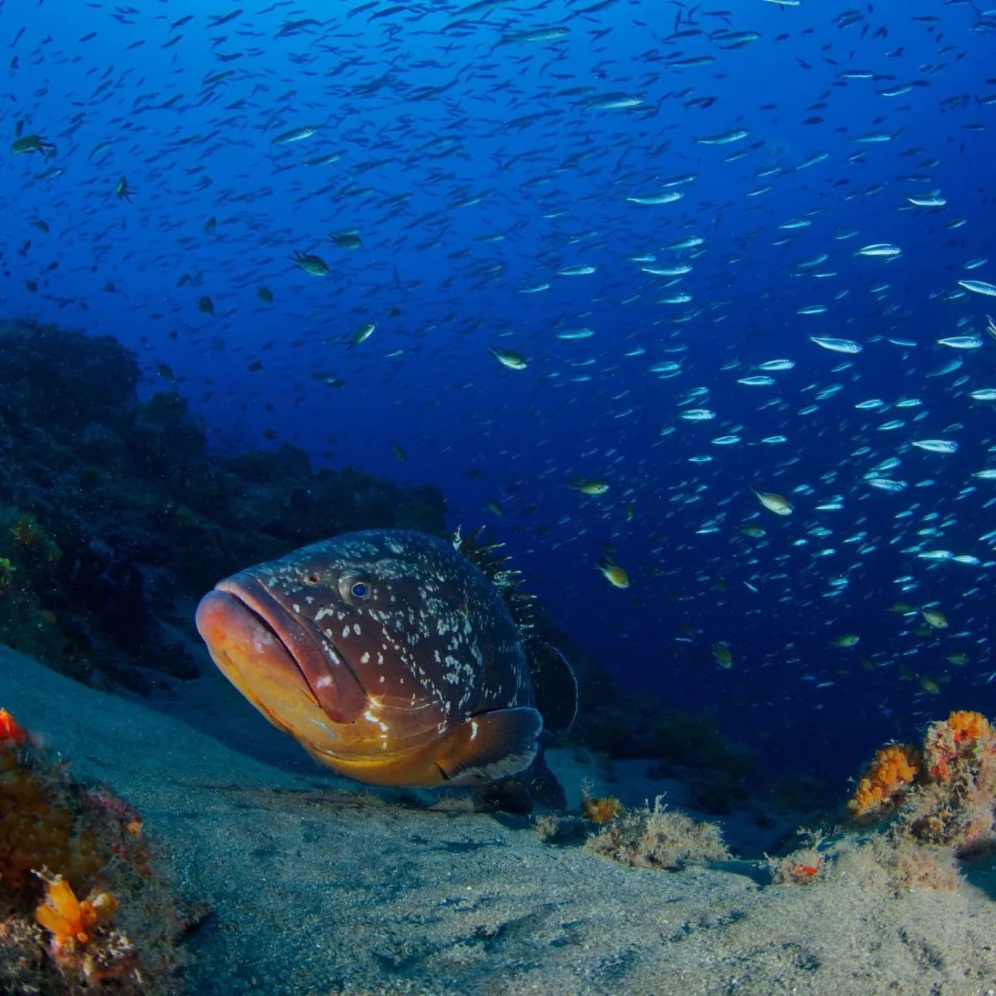 Divemaster
