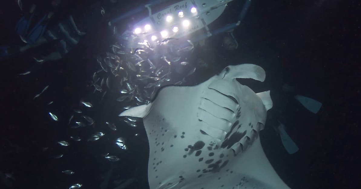 Sunset Manta Ray Snorkel
