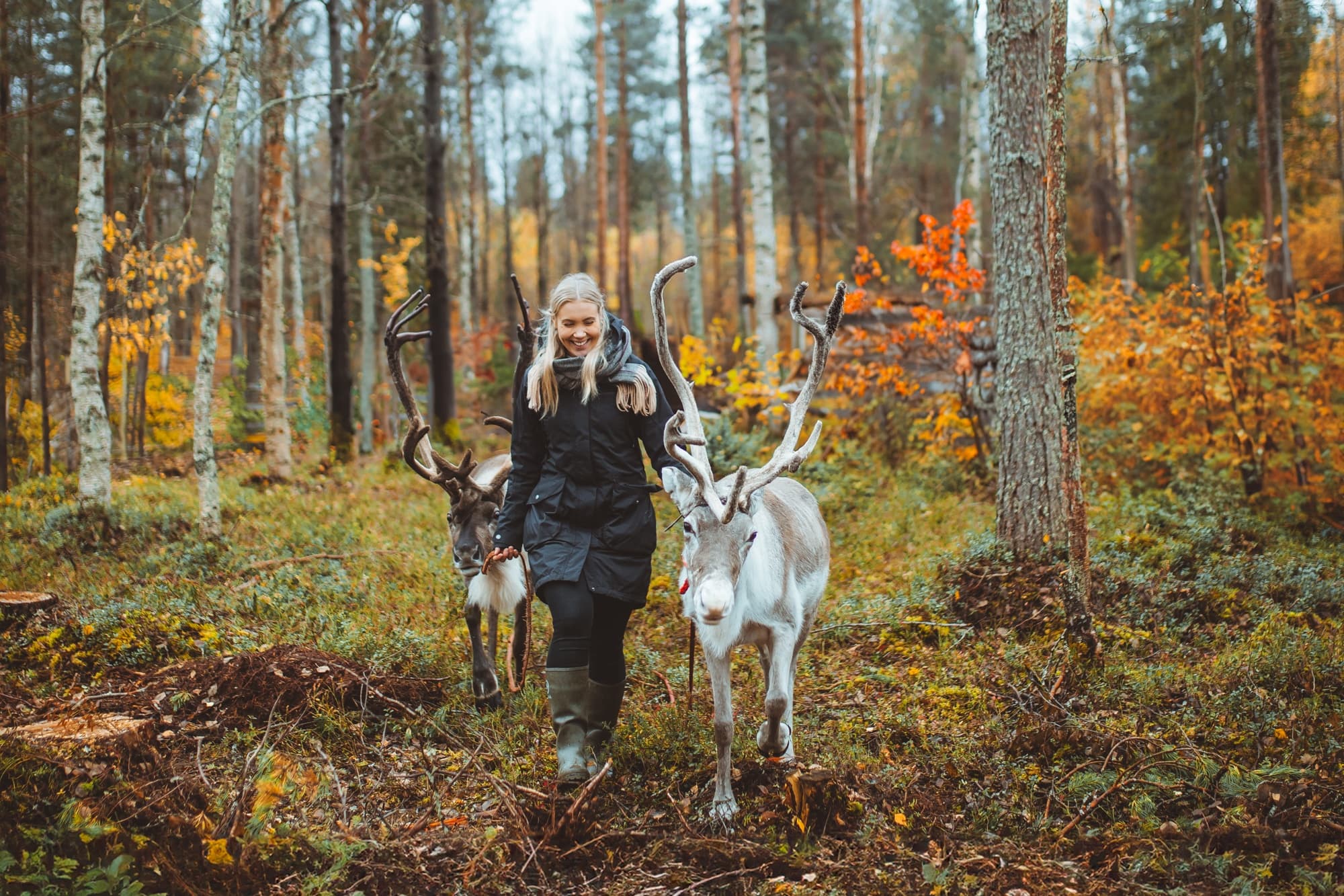 Walk with Reindeer