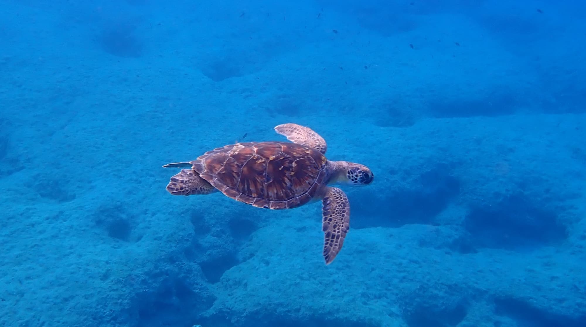 Guided Snorkeling around Agia Napa Sea Caves and turtle spotting along east Cape Greko (upto 4-hours trip)