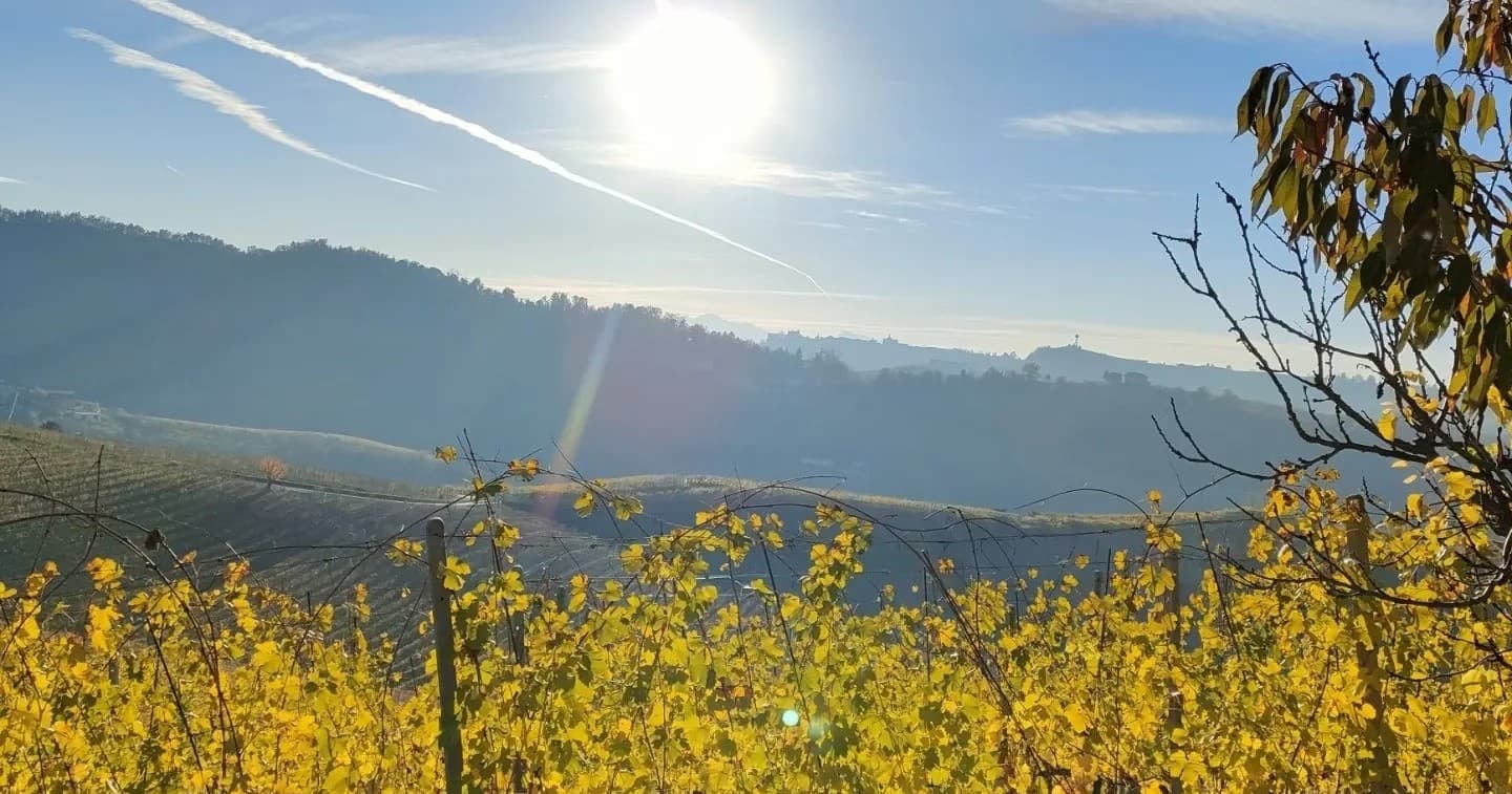 Vineyard Trail Experience