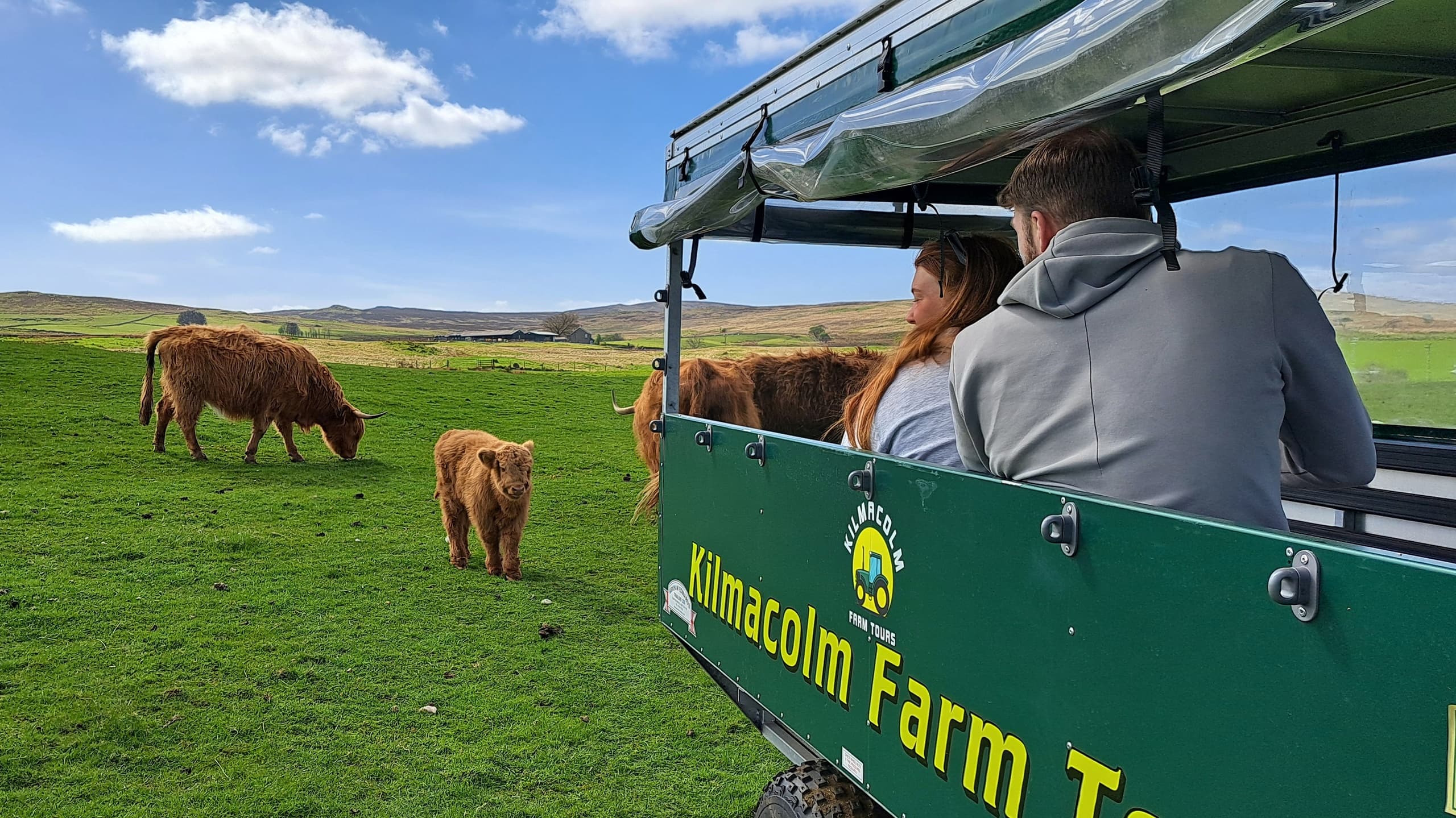Highland Cow Trailer Tour