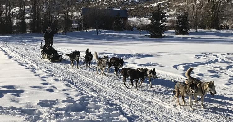 Combo Dog Sled and Snowmobile Tour