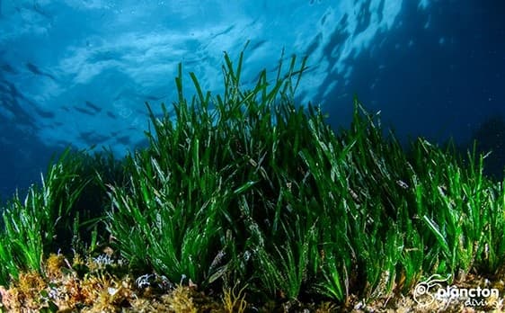 Posidonia Escape Experience