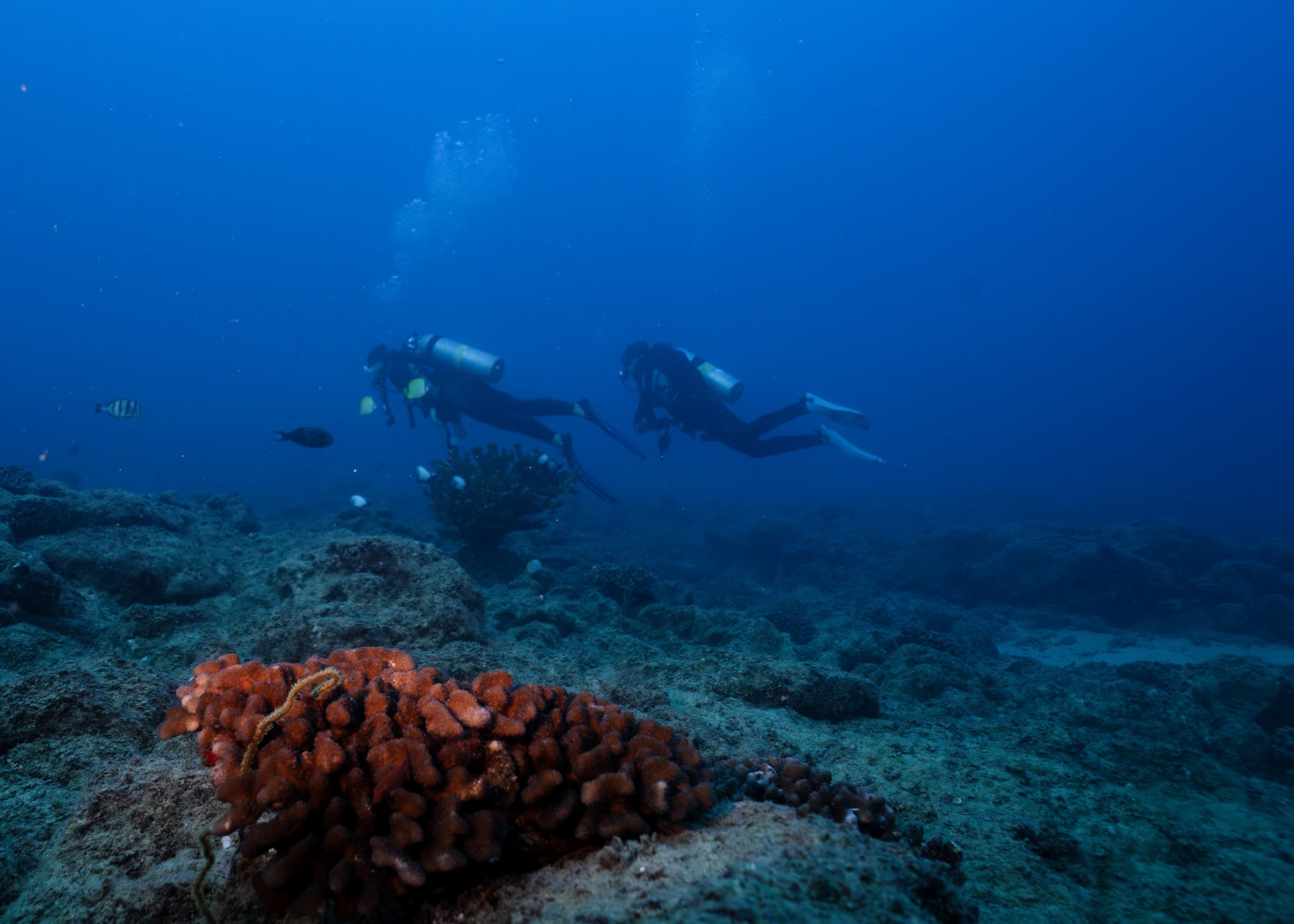 Twilight / Night Shore Dive South Side Kauai