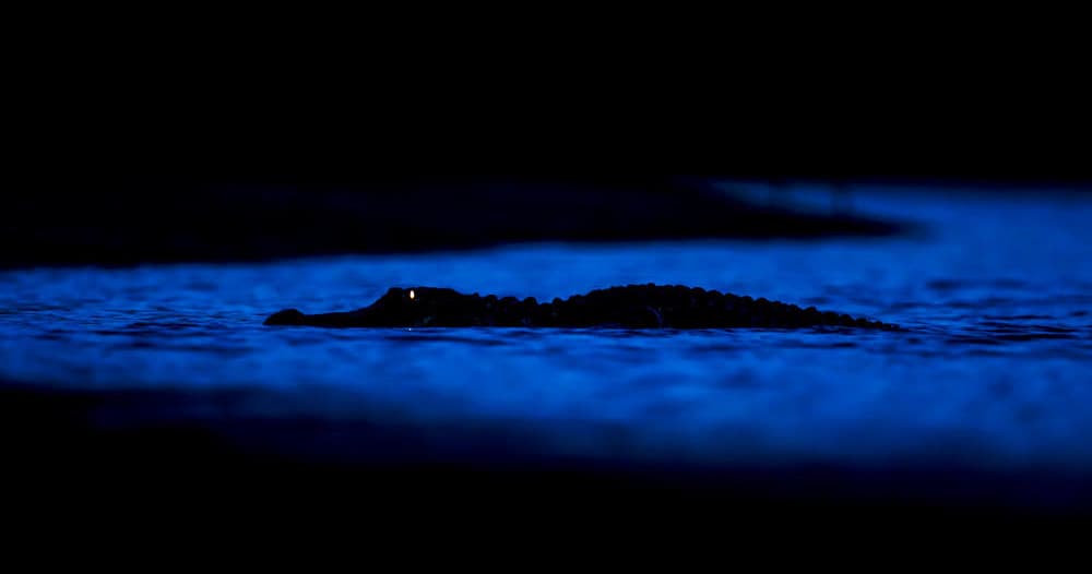 Red Eye Gator Encounter