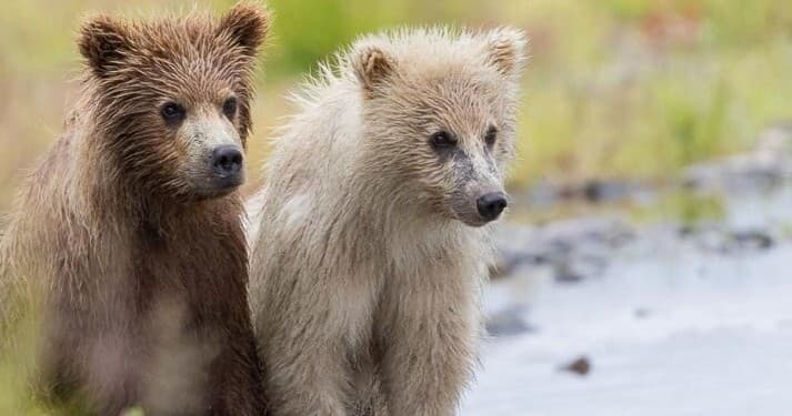 Bear Viewing & Fishing Trip