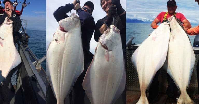 Halibut Fishing Trips