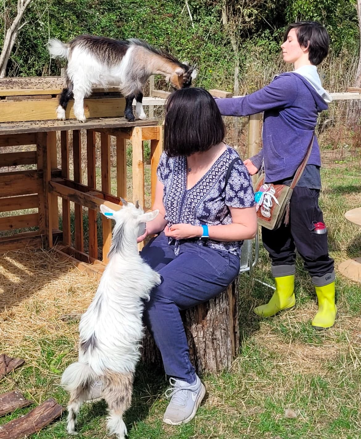 Pygmy Goat Experience