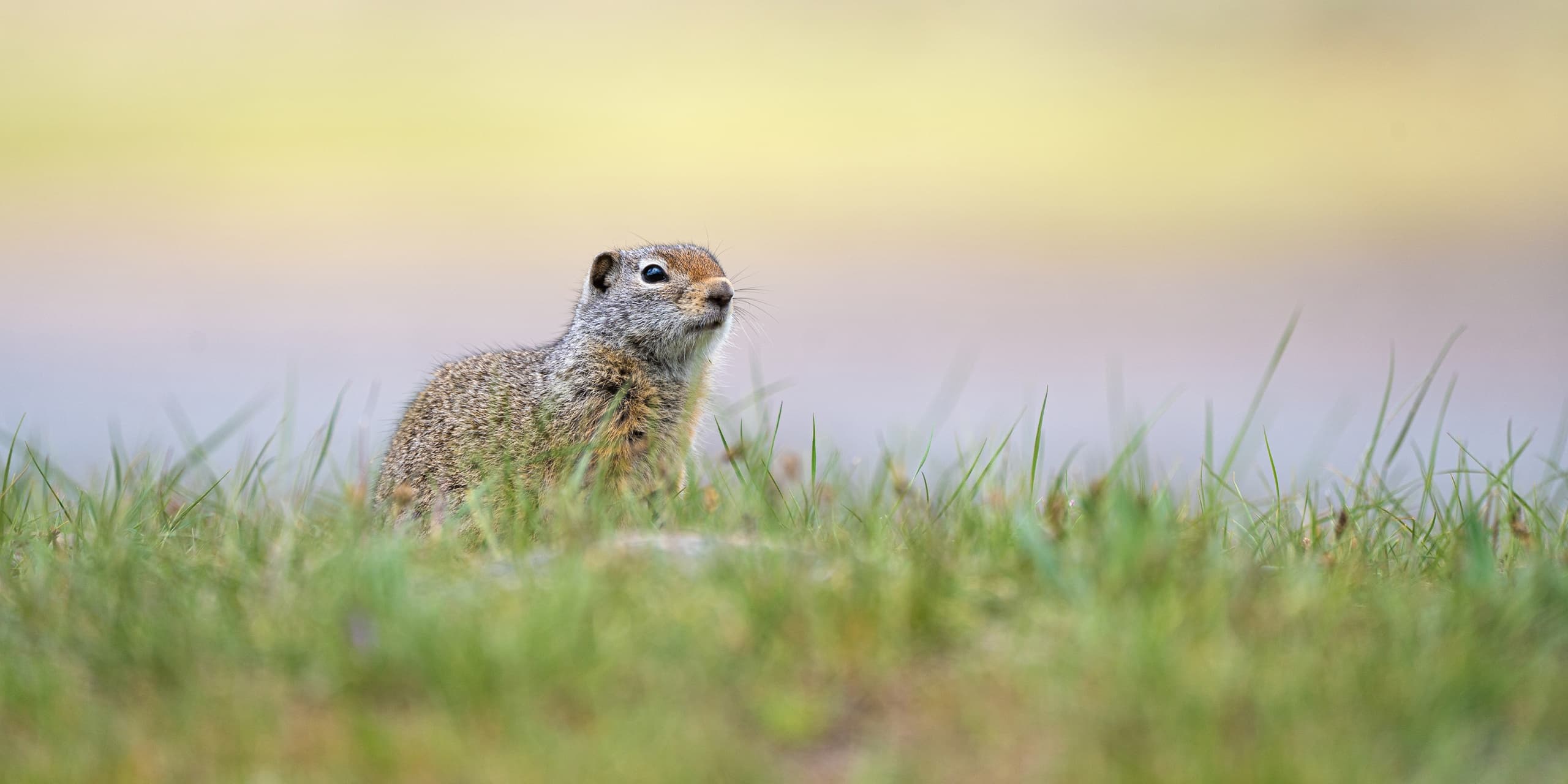 2 Day Yellowstone Wonders - Public Tour