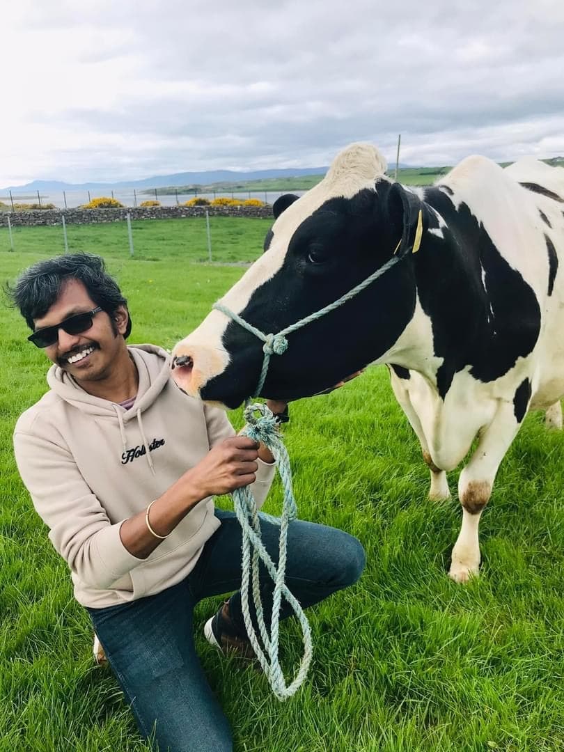 Cuddle a Cow