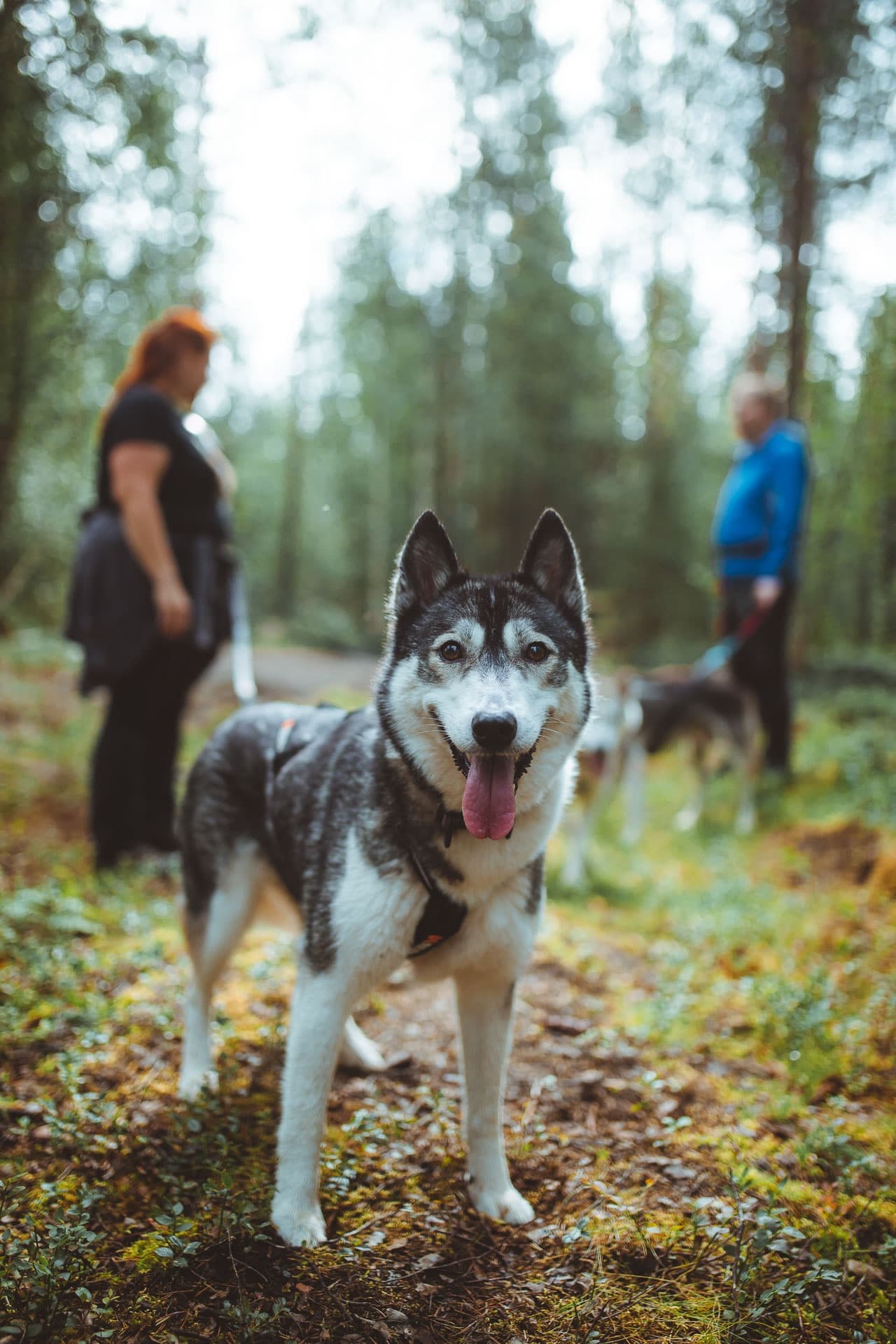 Evening with the Huskies