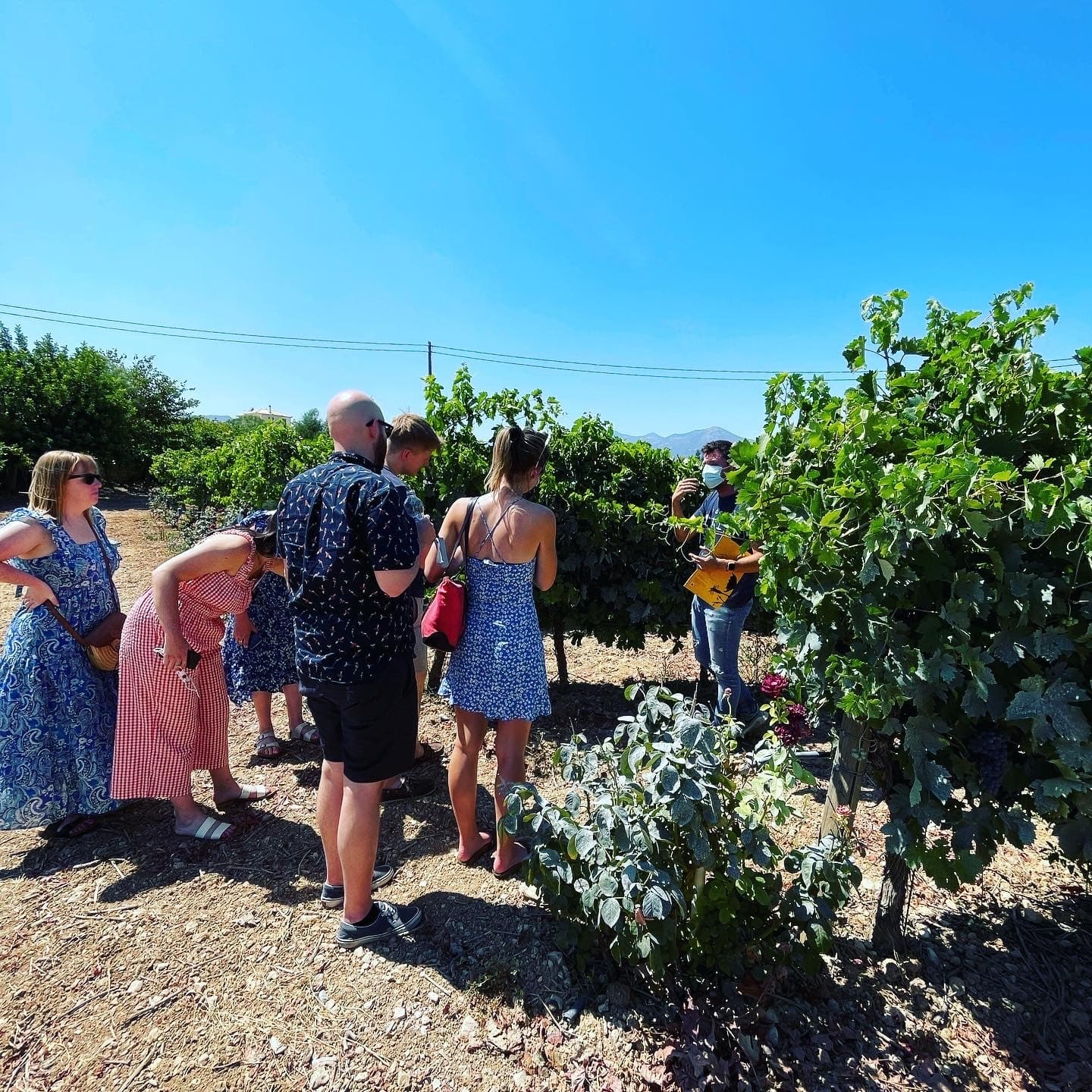 Attica Wine Tour