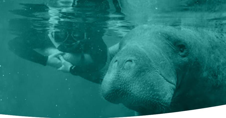 Private Manatee Swim Tour - Group of 1-10 People