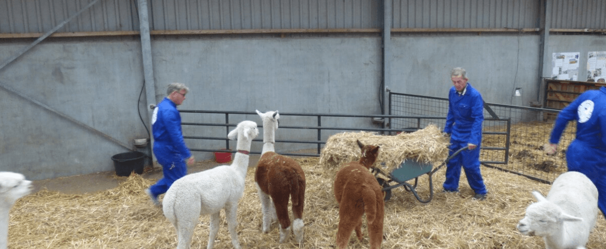 Cursus Alpacaboer