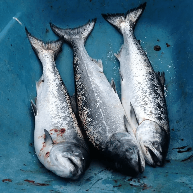 River Silvers