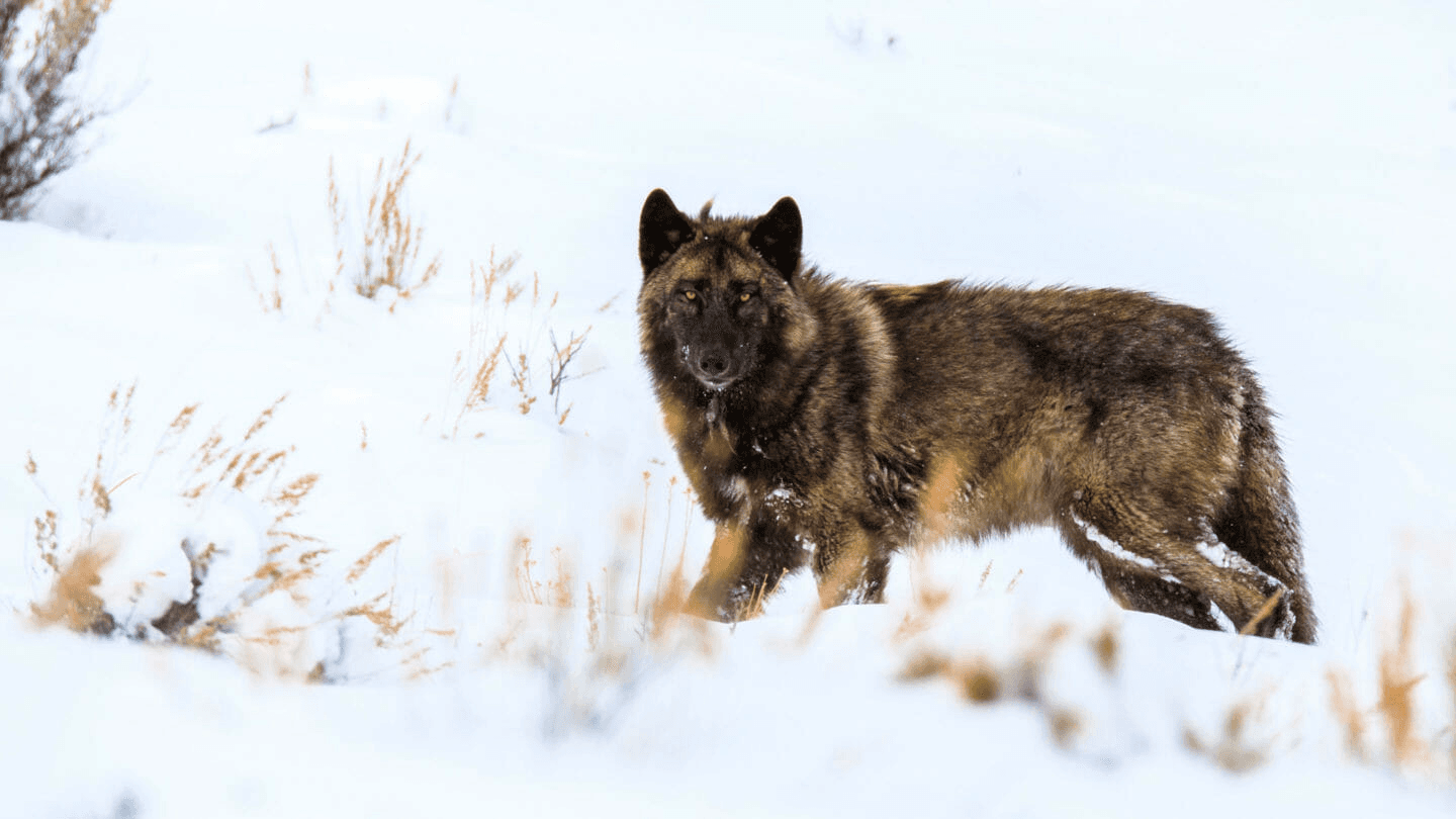 3 Day Winter Wolves & Wildlife Private Safari